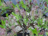 Salix myrtilloides 'Pink Tassels'
